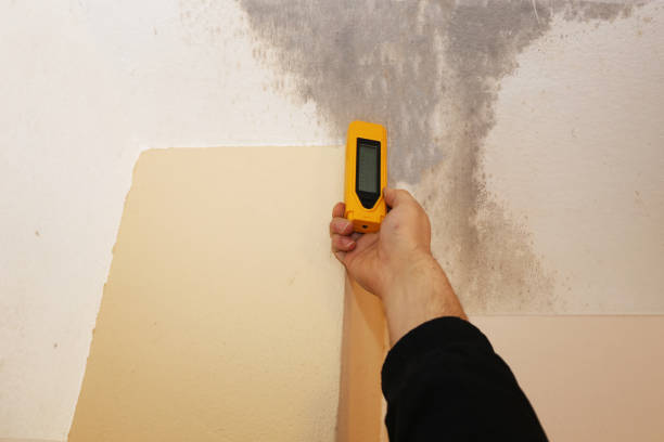 Best Mold Removal for HVAC Installations  in Frisco, TX