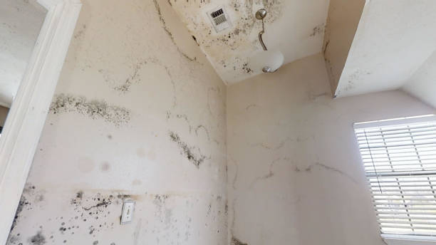 Best Mold Prevention Services  in Frisco, TX
