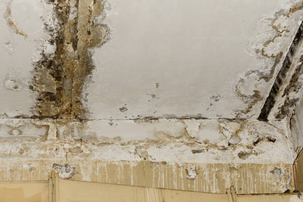 Best Mold Prevention Services  in Frisco, TX