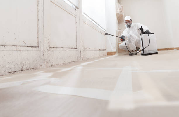 Best Attic Mold Removal  in Frisco, TX