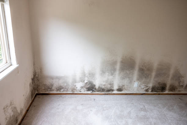 Forensic Mold Investigation in Frisco, TX